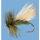 Rainys Brown Damselfly