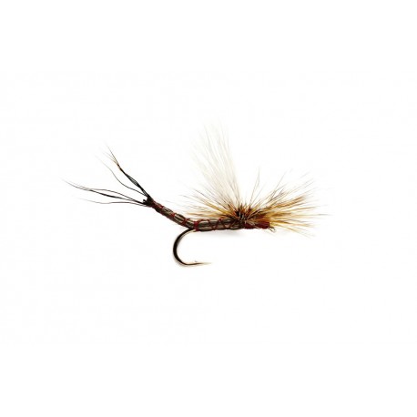 Real Mccoy Para Drake Mahogany