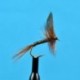 Red Quill