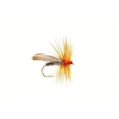 Red Sedge