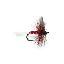 Red Spinner Dry
