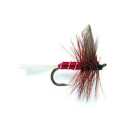 Red Spinner
