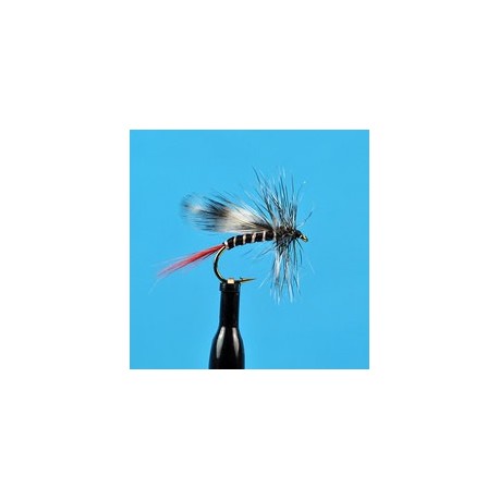 Red Tail Mosquito