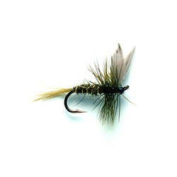Rough Olive