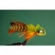 Orange Belly Umpqua Swimming
