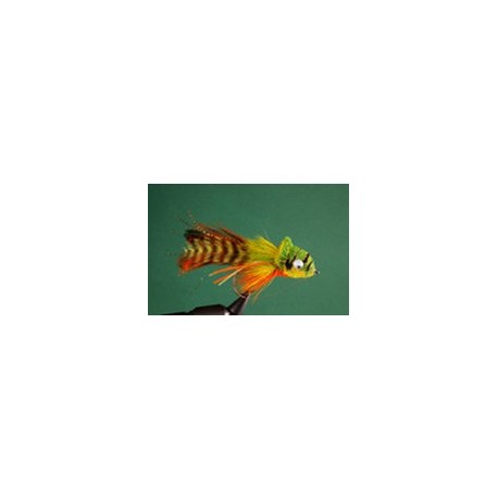 Orange Belly Umpqua Swimming