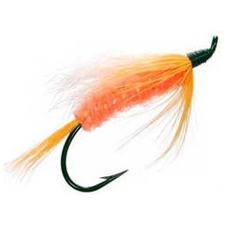 Polar Shrimp