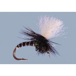 Salvinis Click Emergent Black