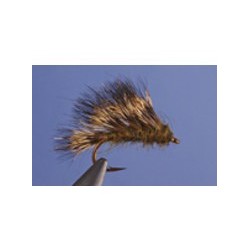 Sedgehog Olive