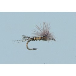 Smith's Flying Ant Black