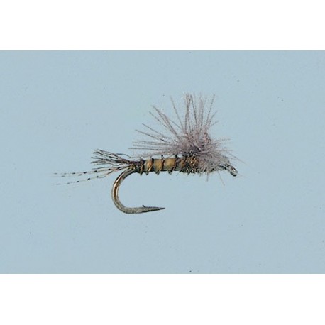 Smith's Flying Ant Black