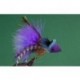 Purple Blue Diving Bug