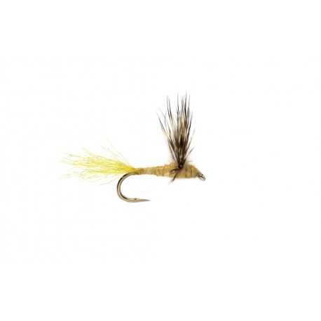 Sparkle Dun Sulphur