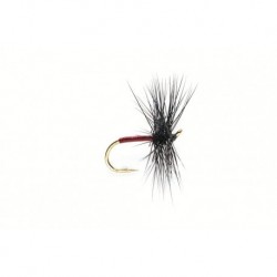 Spider Black