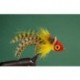 Red and Yellow Umpqua Swimming