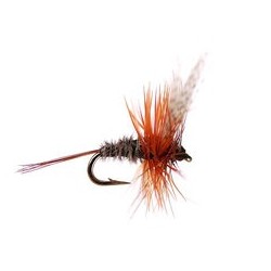 Super Small Dark Fly