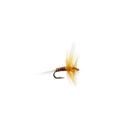 Super Small Ginger Fly