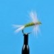 Thorax Dun Bwo