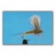 Thorax Dun