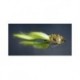 Robbit Frog