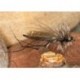 Transformermidge