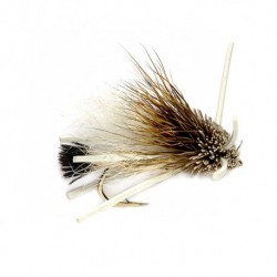 Turks Tarantula Tan