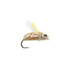 Unsinkabeetle Tan