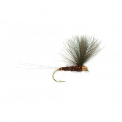V Wing Mahogany