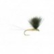 V Wing Pale Watery