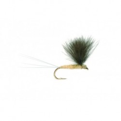 V Wing Pale Watery