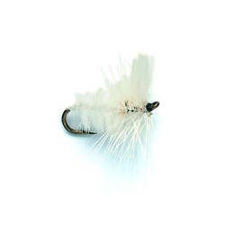 White Moth