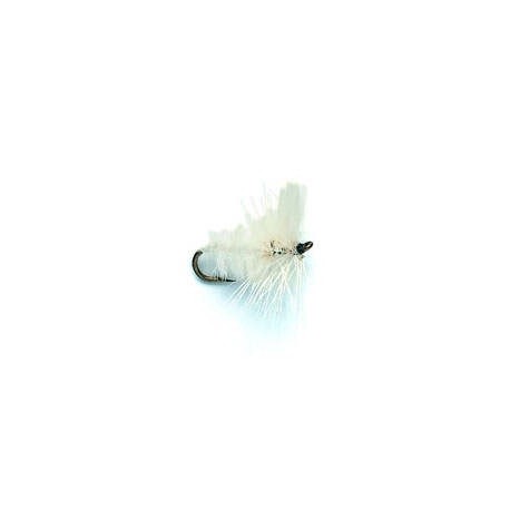 White Moth