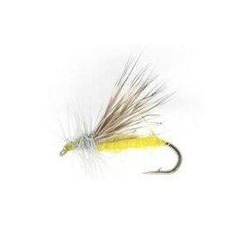 Yellow Sally Dry