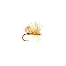 Yellow Sally Female
