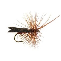 Brown Horned Roof Wing Bl