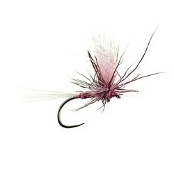 Iht Peccary Purple Straight Bl
