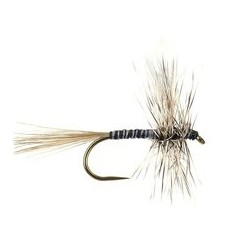 Mosquito Bl
