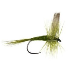 Olive Dun Bl