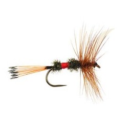Royal Coachman Bl