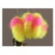 Blood Line Chartreuse Cerise