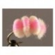 Egg Baby Pink Bloodline