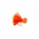 Booby Orange Straggle