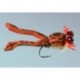 Wards Toadlet