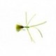 Critter Olive