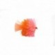 Kj Orange & Coral Blob