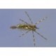 Whitlocks Dragonfly Nymph Olive