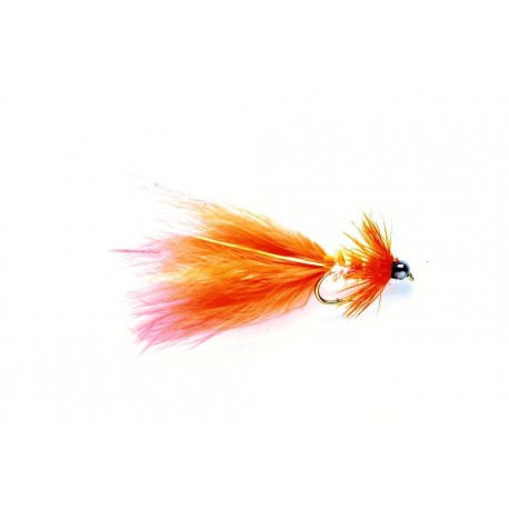 Taddy Coral