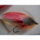 American Flag Salmon