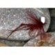 Claret Popper Hopper