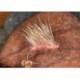 Coral H Hog